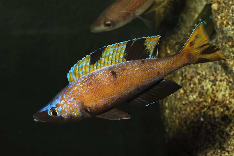 Cyprichromis microlepidotus 'Kiriza'